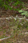 Ouachita bluet